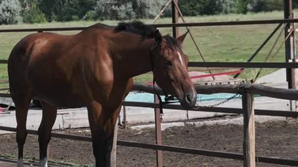 Brown Harnessed Horse Stands Stable Nature Slow Motion Beautiful Strong — Video
