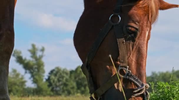 Brown Horse Grazes Green Field Close Slow Motion Harnessed Horse — Video