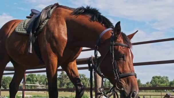 Bruin Geharnast Paard Staat Buurt Van Stal Blauwe Lucht Achtergrond — Stockvideo