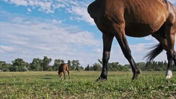 Brązowy Koń Wypasa Się Zielonym Polu Przeciwko Błękitnemu Niebu Zwolnionym — Wideo stockowe