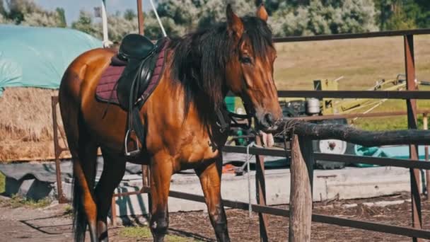 Ein Braunes Pferd Ausrüstung Steht Neben Einer Hölzernen Koppel Auf — Stockvideo