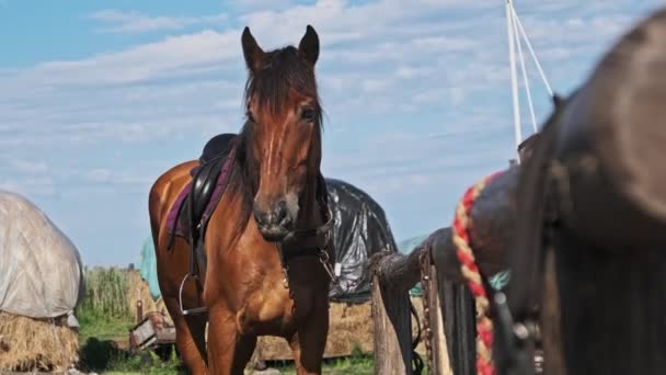 Brown Horse Gear Stands Wooden Paddock Outdoor Village Farm Slow — 图库视频影像
