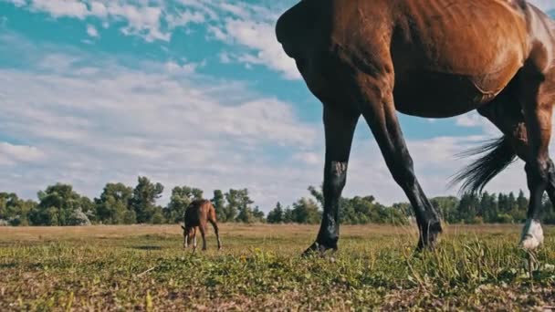 Horse Grazes Meadow Blue Sky Brown Horse Eats Green Grass — Stock video