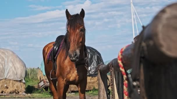 Beautiful Brown Harnessed Horse Stands Stable Nature Slow Motion Strong — Vídeos de Stock