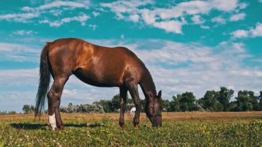 Kahverengi bir at mavi gökyüzüne karşı yavaş çekimde yeşil bir tarlada otluyor. At yaz aylarında kırsal alanda yeşil otları yer. Çiftlik atları kırsal bir çayırda otlayan memeliler.