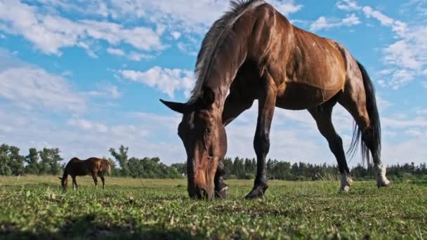 Коричневая Лошадь Пасется Зеленом Поле Против Голубого Неба Замедленной Съемке — стоковое видео