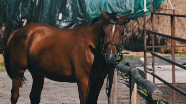 Brown Harnessed Horse Stands Stable Nature Slow Motion Beautiful Strong — Vídeos de Stock
