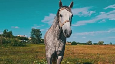 Funny gray horse looking into the camera against a blue sky in a green meadow in slow motion. The muzzle of a tied domestic horse close-up. Mammals grazing on a rural field at an equine farm in summer