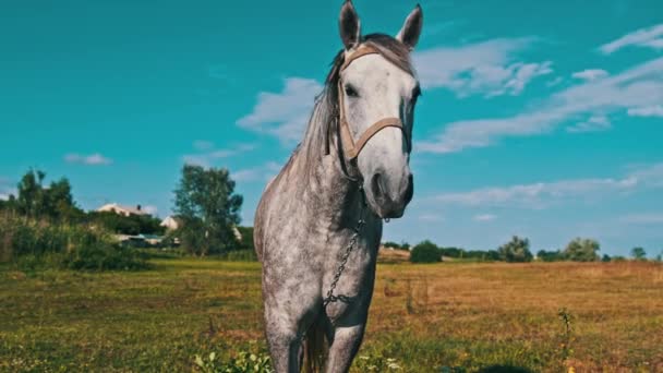 Funny Gray Horse Looking Camera Blue Sky Green Meadow Slow — Video