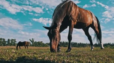 The horse grazes in the meadow against the blue sky. A brown horse eats green grass in a landscape horse countryside pasture in summer. Domestic farm equine mammals grazing in green fields. Farmland