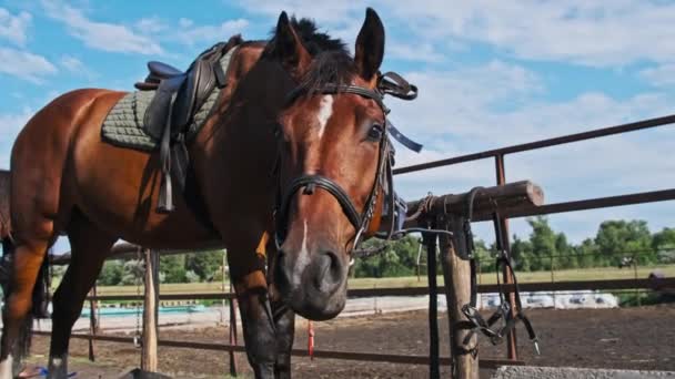 Beautiful Brown Harnessed Horse Stands Stable Nature Slow Motion Strong — Vídeos de Stock