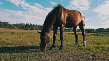 At mavi gökyüzüne karşı çayırda otluyor. Kahverengi bir at yazın kırsal bir arazide yeşil çimen yer. Yeşil tarlalarda otlayan çiftlik atı memelileri. Çiftlik arazisi