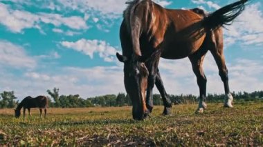 At mavi gökyüzüne karşı çayırda otluyor. Kahverengi bir at yazın kırsal bir arazide yeşil çimen yer. Yeşil tarlalarda otlayan çiftlik atı memelileri. Çiftlik arazisi