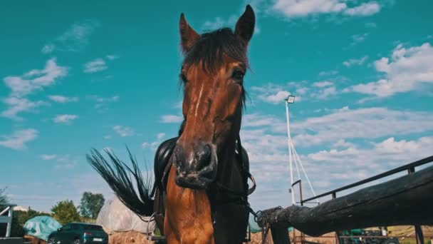 Brown Harnessed Horse Stands Stable Blue Sky Backdrop Slow Motion — Vídeos de Stock