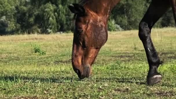 Brown Horse Grazes Green Field Close Slow Motion Harnessed Horse — Stock videók