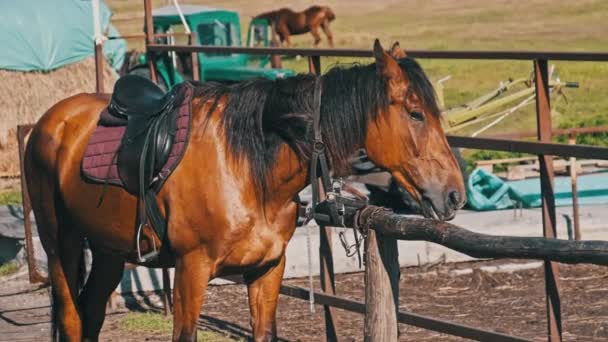 Ein Braunes Pferd Ausrüstung Steht Neben Einer Hölzernen Koppel Auf — Stockvideo