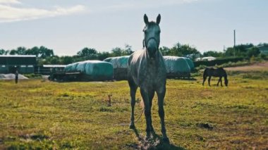 Funny gray horse looking into the camera against a blue sky in a green meadow in slow motion. The muzzle of a tied domestic horse close-up. Mammals grazing on a rural field at an equine farm in summer