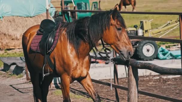 Cavalo Marrom Engrenagem Está Perto Paddock Madeira Livre Fazenda Aldeia — Vídeo de Stock