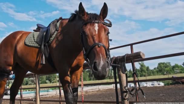 Beautiful Brown Harnessed Horse Stands Stable Nature Slow Motion Strong — Vídeo de Stock