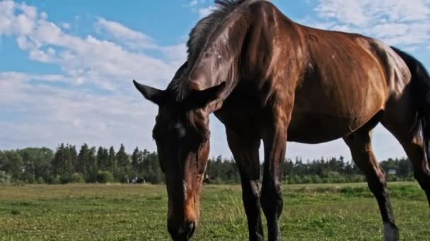 一匹棕色的马缓缓地在蓝天的绿地上吃草 马在风景秀丽的乡间牧场吃青草 在农村草地上放牧的国内农场马哺乳动物 — 图库视频影像