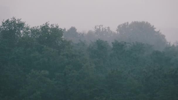 Tempesta Sullo Sfondo Della Foresta Verde Autunnale Rallentatore Pioggia Fulmini — Video Stock