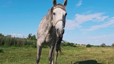 Funny gray horse looking into the camera against a blue sky in a green meadow in slow motion. The muzzle of a tied domestic horse close-up. Mammals grazing on a rural field at an equine farm in summer