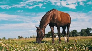 Kahverengi bir at mavi gökyüzüne karşı yavaş çekimde yeşil bir tarlada otluyor. At yaz aylarında kırsal alanda yeşil otları yer. Çiftlik atları kırsal bir çayırda otlayan memeliler.