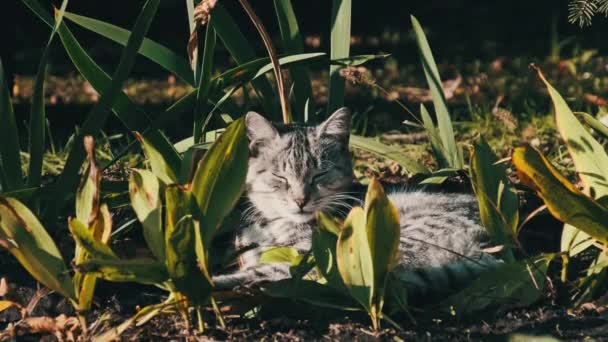 野良猫は公園内の緑の茂みに生息しています 灰色と白のホームレスの猫は 秋の日に地面に明るい太陽に照らされています 猫の銃口のクローズアップ — ストック動画