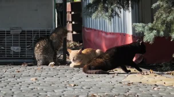 三只流浪猫正坐在一个自然的公园里 慢动作 公园里有一群五彩斑斓的猫 今年秋天 一群无家可归的猫在一个阳光灿烂的大自然中散步 — 图库视频影像