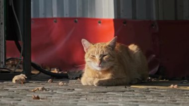 Kırmızı sokak kedisi halka açık bir parkta, ağır çekimde yatıyor. Şehir parkında evsiz bir kedi. Güneşli bir sonbahar günü. Asfaltta vahşi bir dinlenme