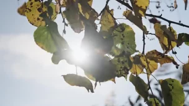 秋の公園で明るい太陽に対して木の上の紅葉 葉を持つ木の枝の背景 クローズアップ 木の上の黄金の葉 落ち着きと静けさの概念 — ストック動画