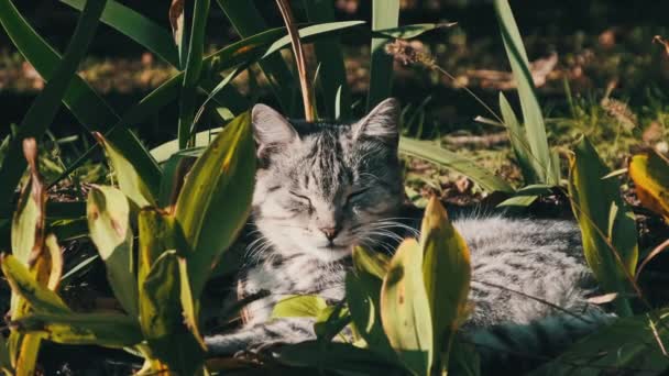 Hemlös Katt Vilar Gröna Buskar Naturen Parken Grå Och Vit — Stockvideo