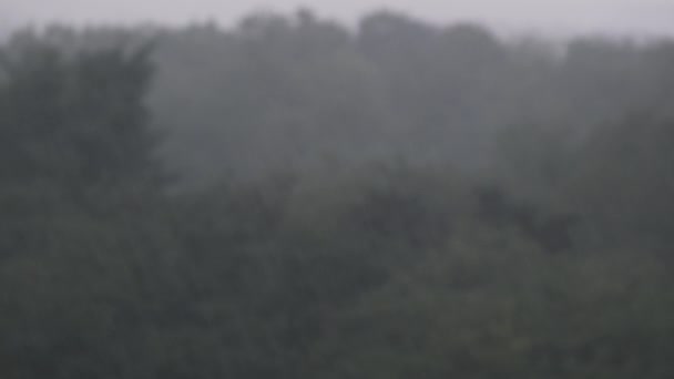 Deszcz Tle Jesiennego Zielonego Lasu Zwolnionym Tempie Burza Piorunami Krople — Wideo stockowe