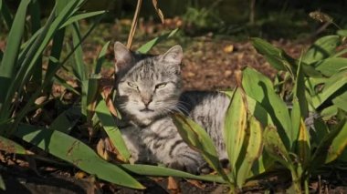 Evsiz kedi parktaki yeşil çalılıklarda dinleniyor. Gri ve beyaz bir sokak kedisi bir sonbahar günü, parlak güneşin altında yerde yatar. Kedilerin ağızlık taktığı yakın plan..