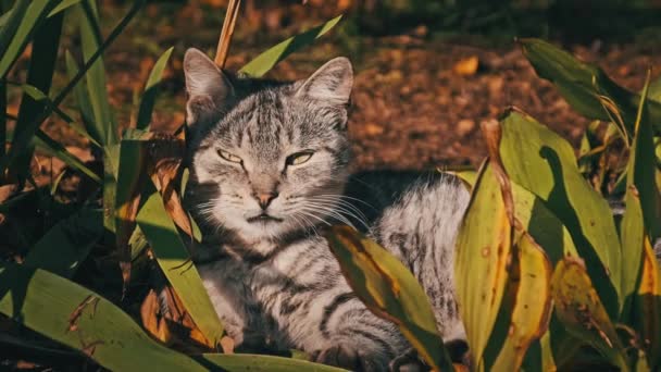 Vilsen Katt Vilar Gröna Buskar Naturen Parken Grå Och Vit — Stockvideo