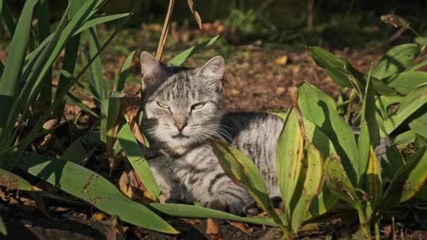 无家可归的猫在公园的绿色灌木丛中休息 秋天的一天 一只灰白色的流浪猫躺在地上 明亮的阳光照耀着它 猫嘴的特写 — 图库视频影像