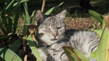 Evsiz kedi parktaki yeşil çalılıklarda dinleniyor. Gri ve beyaz bir sokak kedisi bir sonbahar günü, parlak güneşin altında yerde yatar. Kedilerin ağızlık taktığı yakın plan..