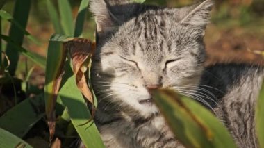 Evsiz kedi parktaki yeşil çalılıklarda dinleniyor. Gri ve beyaz bir sokak kedisi bir sonbahar günü, parlak güneşin altında yerde yatar. Kedilerin ağızlık taktığı yakın plan..