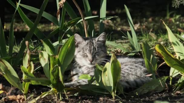 Evsiz Kedi Parktaki Yeşil Çalılıklarda Dinleniyor Gri Beyaz Bir Sokak — Stok video