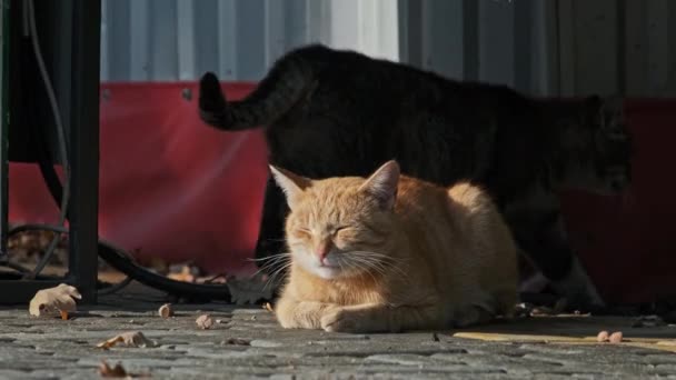 Kırmızı Sokak Kedisi Halka Açık Bir Parkta Ağır Çekimde Yatıyor — Stok video