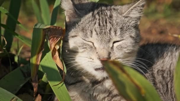 Obdachlose Katze Ruht Grünem Gebüsch Der Natur Park Eine Grau — Stockvideo