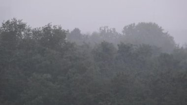 Sonbahar yeşil ormanının arka planına yavaş çekimde yağmur yağar. Yıldırımlı fırtına. Yağmur damlaları çam ağaçlarının arka planına düşer. Bulanık zemine şiddetli yağmur damlaları düşüyor