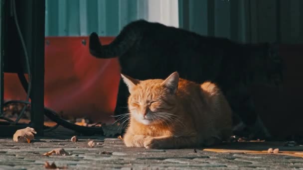 Gato Vadio Vermelho Deitado Parque Público Natureza Câmera Lenta Gato — Vídeo de Stock