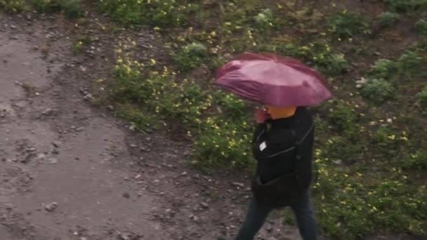 Człowiek Parasolem Spaceruje Błotnistą Ścieżką Kałużami Podczas Deszczu Zwolnionym Tempie — Wideo stockowe