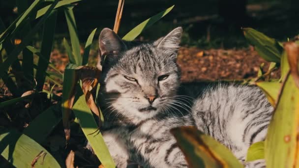 野良猫は公園内の緑の茂みに生息しています 灰色と白のホームレスの猫は 秋の日に地面に明るい太陽に照らされています 猫の銃口のクローズアップ — ストック動画