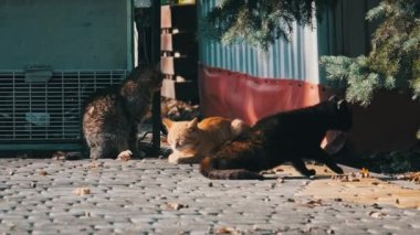 Üç sokak kedisi halka açık bir parkta birlikte oturuyorlar, Slow Motion. Şehir parkında çok renkli bir kedi sürüsü. Bir grup evsiz kedi sonbaharda, güneşli bir günde yürüyorlar..