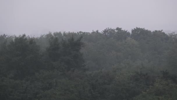 Regen Auf Dem Hintergrund Des Herbstlichen Grünen Waldes Zeitlupe Gewitter — Stockvideo