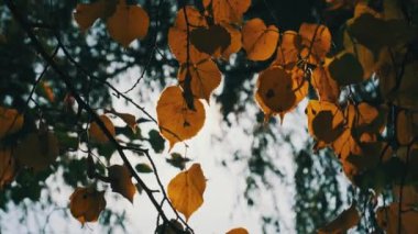 Sonbahar parkında parlak güneşe karşı ağaçta sonbahar yaprakları. Yaprakları olan bir ağaç dalının arka planı, yakın plan. Sonbahar renkleri. Ağaçtaki altın yapraklar. Sakinlik ve sükunet kavramı. 4K