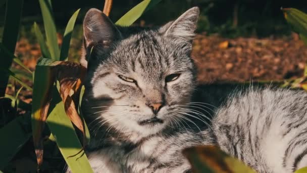 ホームレスの猫は公園の自然の中で緑の茂みに眠っています 秋の日に地上の明るい太陽に照らされた灰色と白の野良猫 猫の銃口のクローズアップ — ストック動画