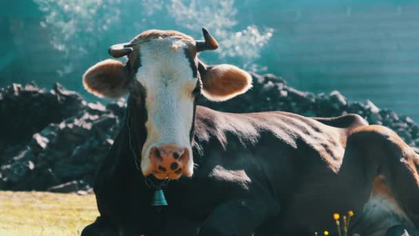 Die Kuh Liegt Auf Dem Rasen Blickt Die Kamera Und — Stockvideo